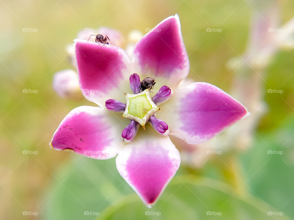 Giant calotrope wild pink flower on a natural background