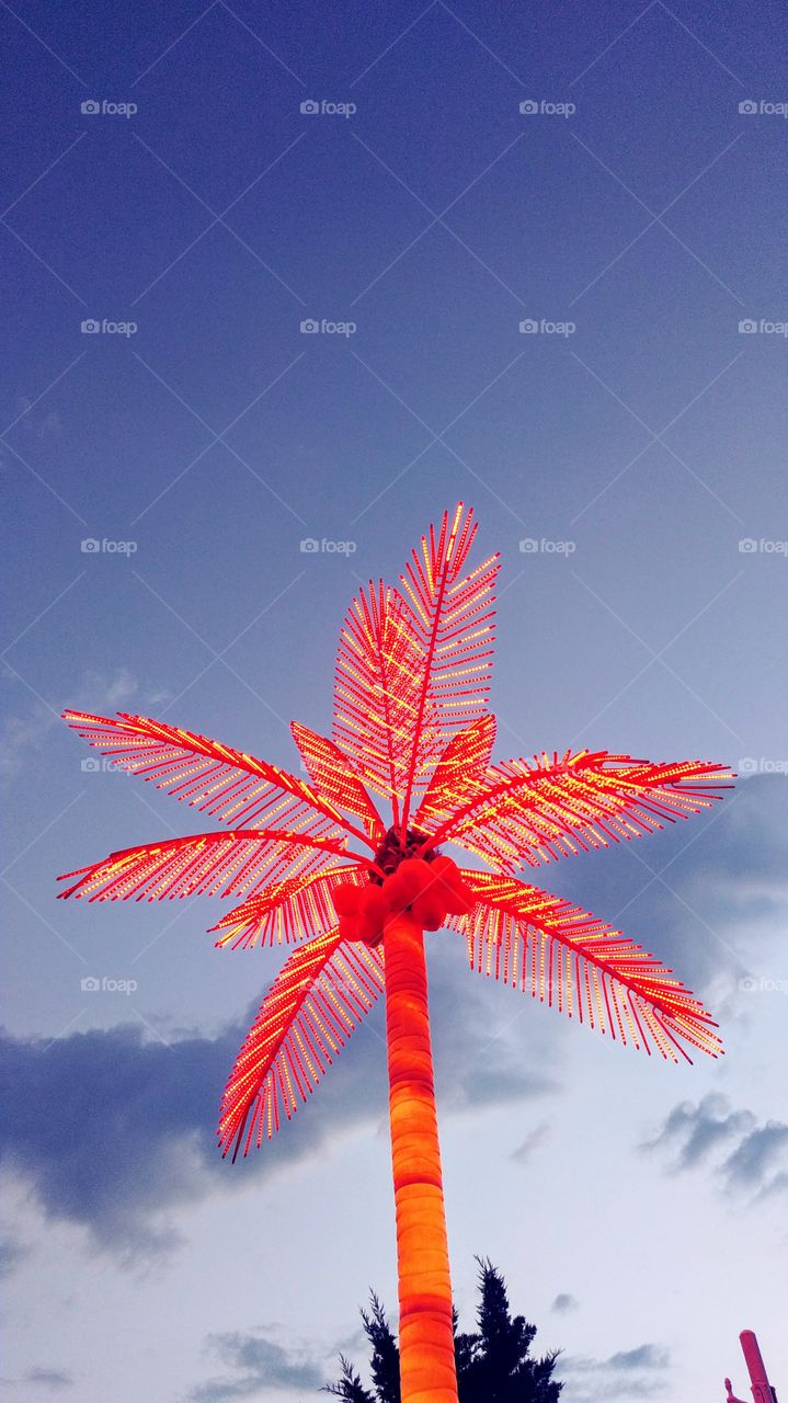 orange light palm
