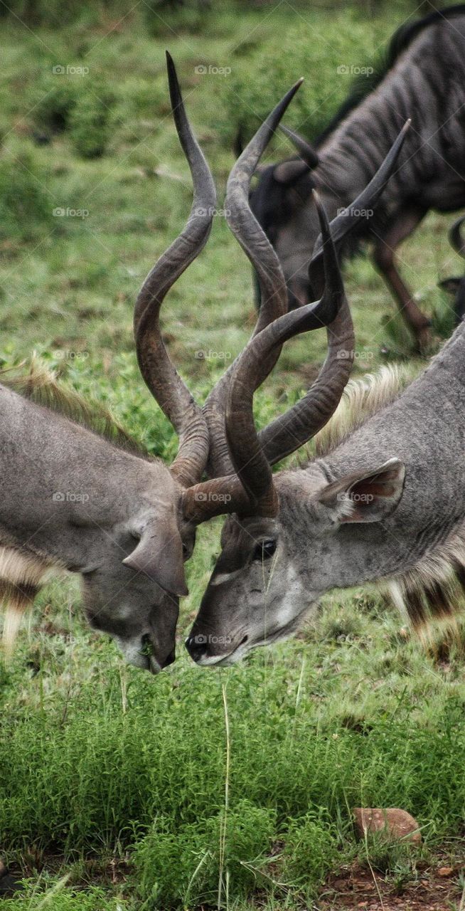 the standoff two kudu bulls.