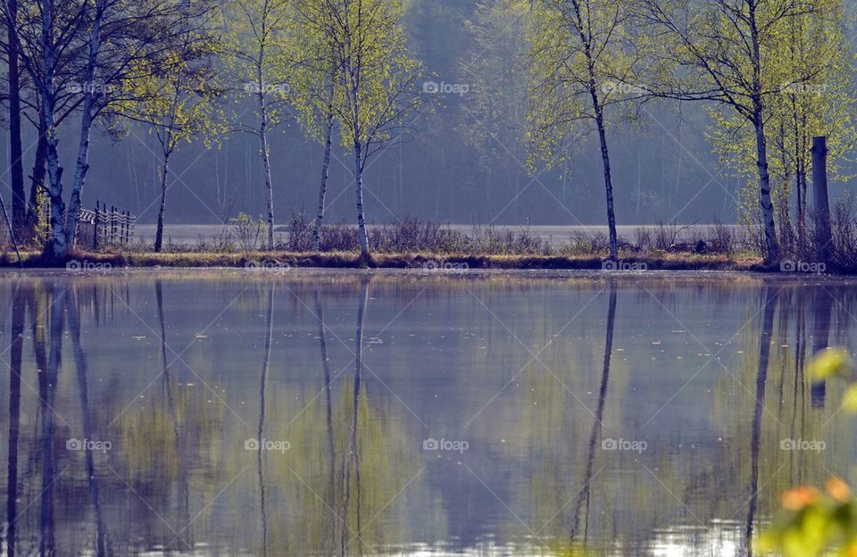 View of forest Lake