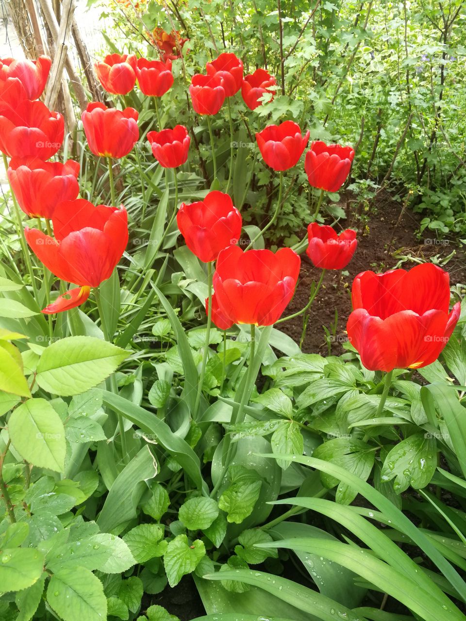 Red garden tulips