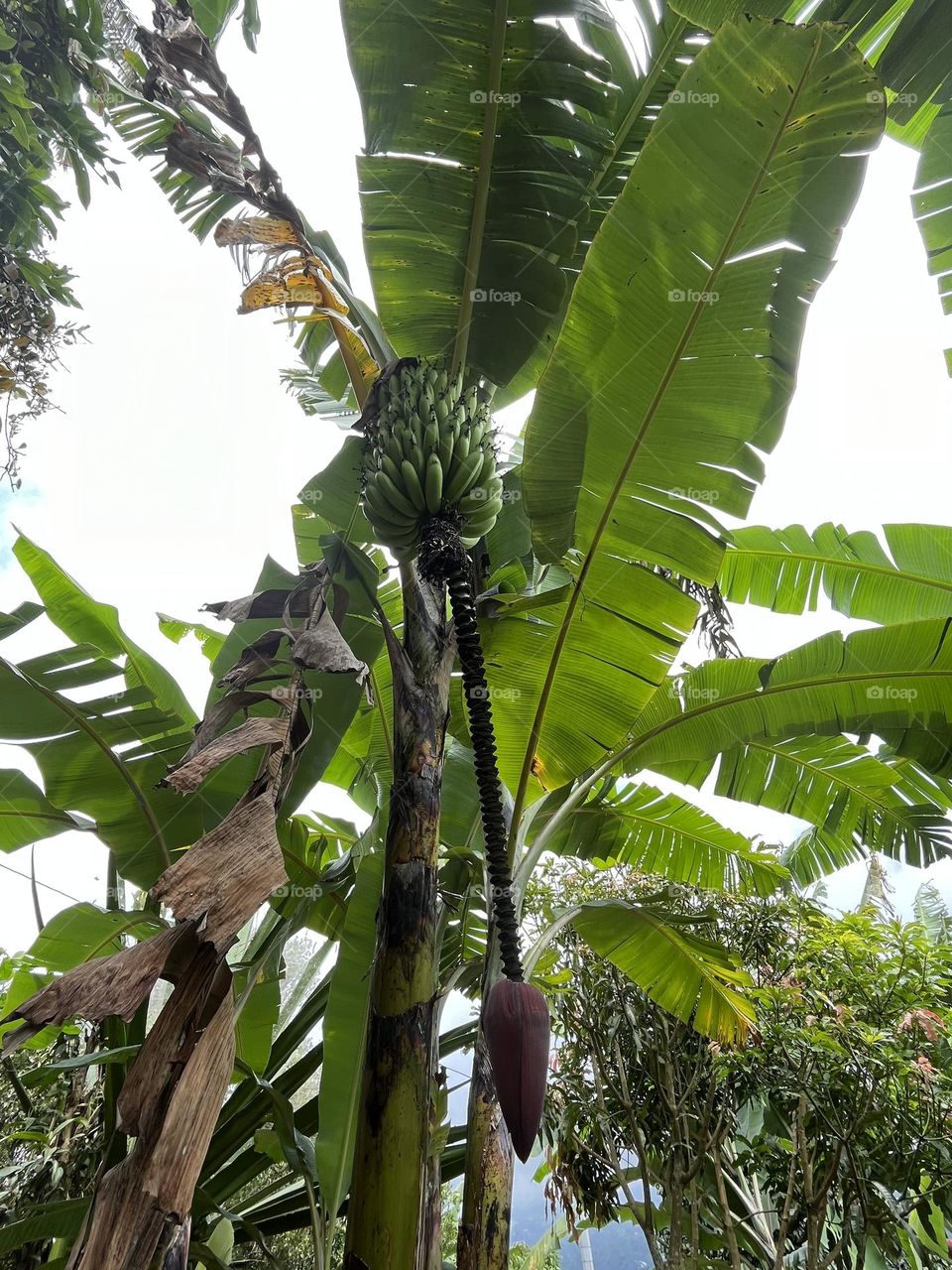A bananas tree