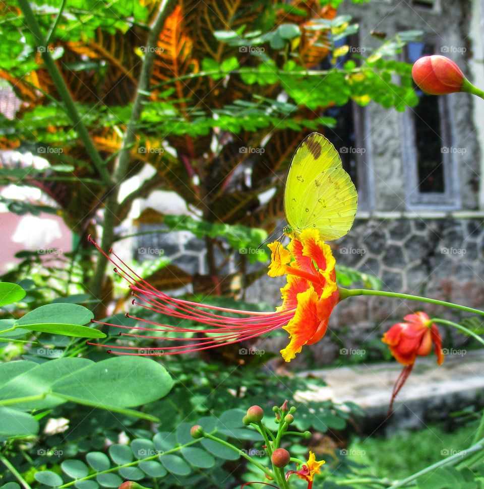 Beautiful yellow butterflies perched on blooming flowers