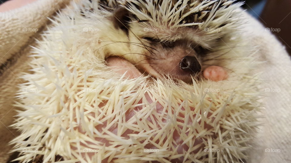 sleepy hedgehog
