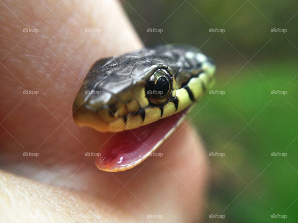 Happy Garter Snake