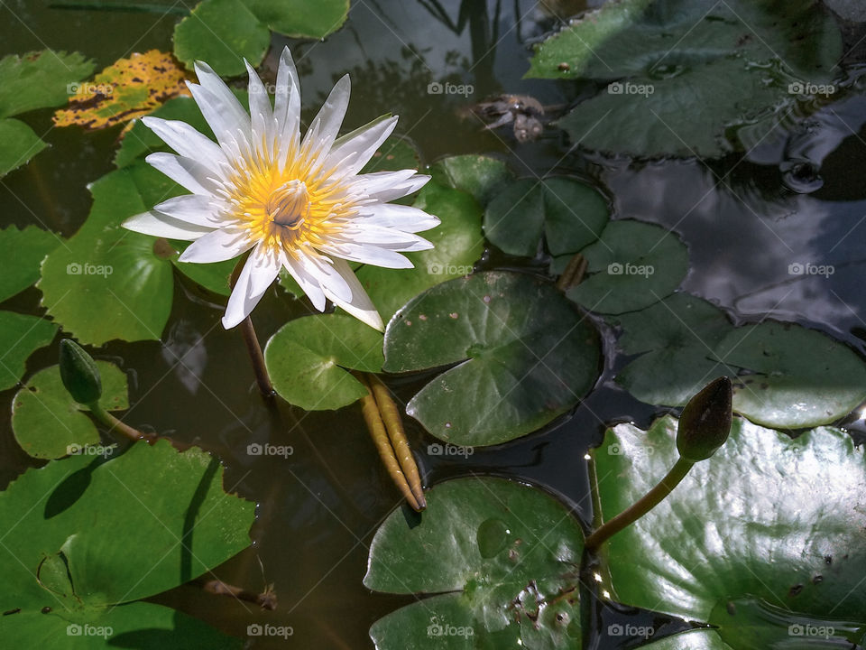 White lotus flower on a pond with sky reflection