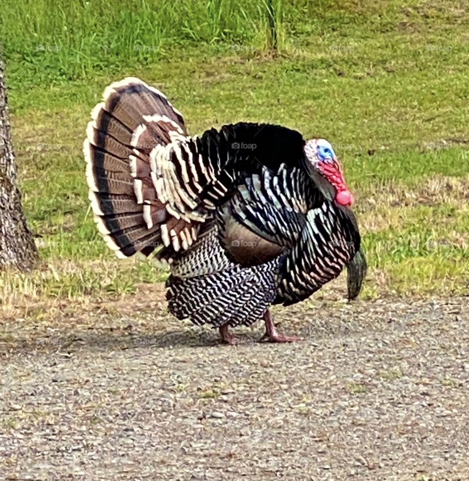 Wild Turkey