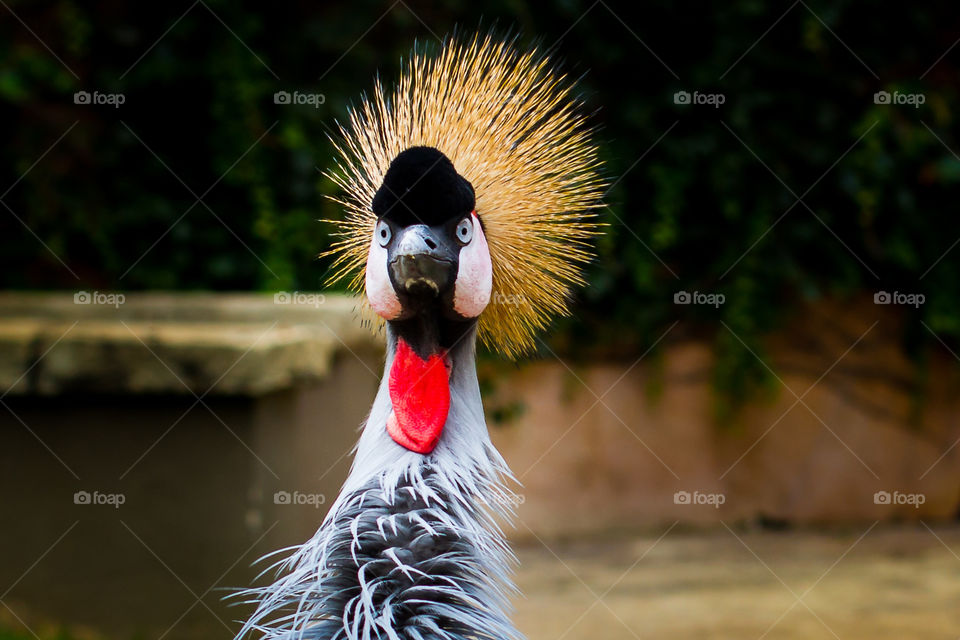 Blue crane ruffled feathers and piercing blue eyes.