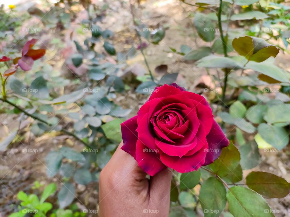 Beautiful Red Rose is held in the hand