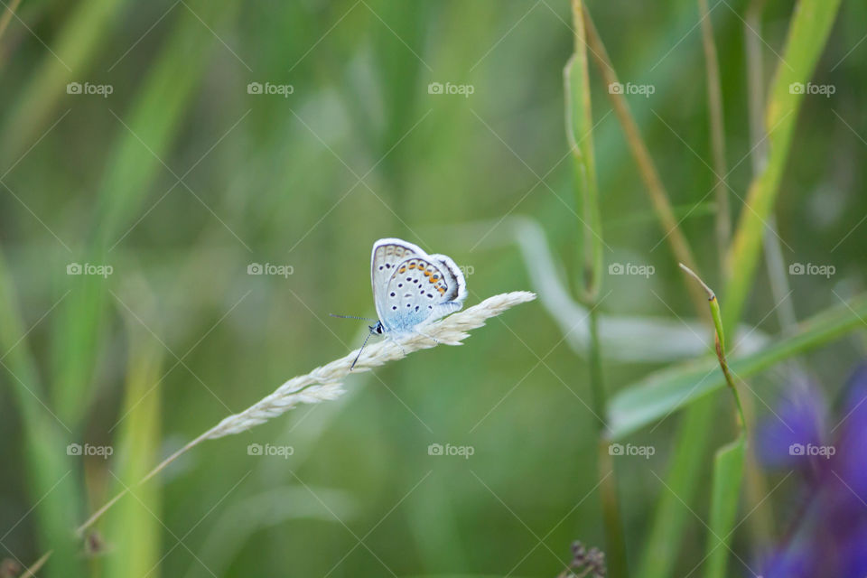 Nature, Summer, Flora, Outdoors, Leaf