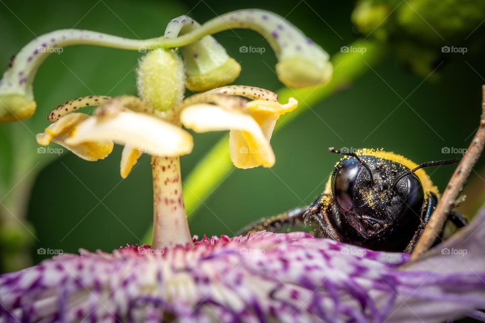 An Eastern Carpenter Bee relishes the pollen of a Purple Passion Flower. 