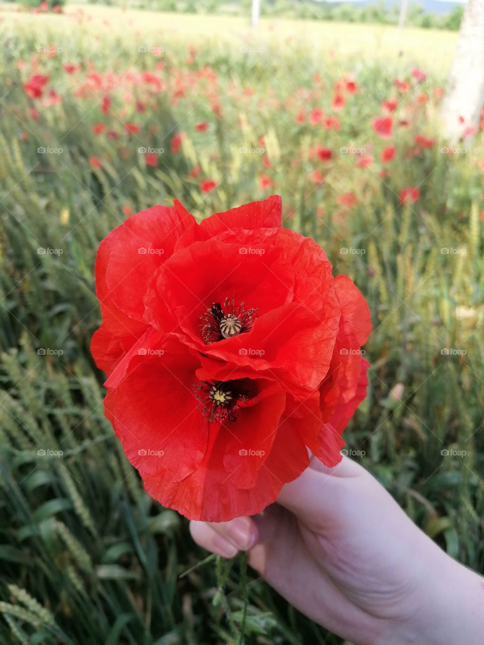 Poppy fields in Russia, this is such a bouquet. How do you like it?