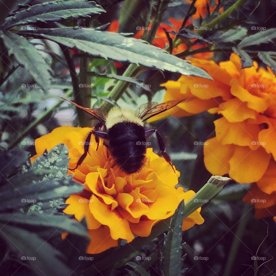 Bumble Bee Butt