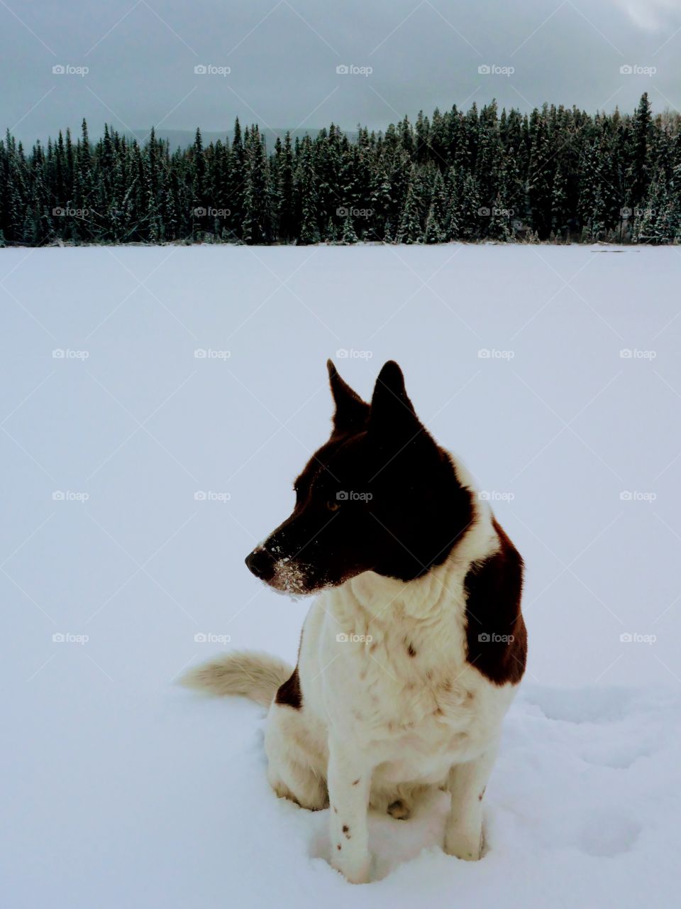 Snow dog