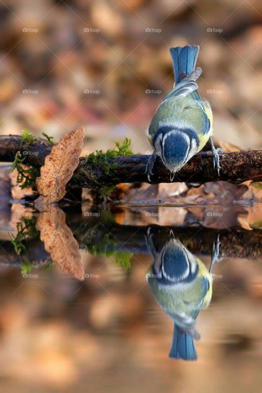 bird showing own shadow