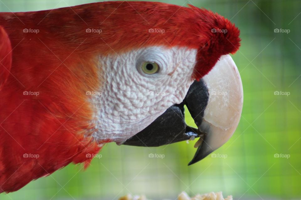 Parrot in the jungle