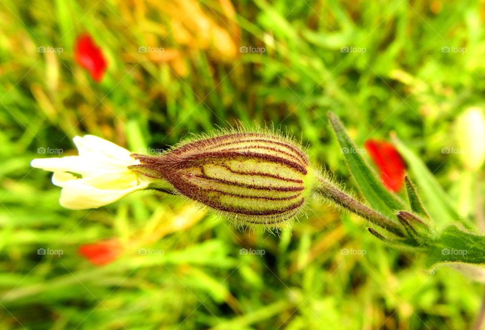 Close-up of a bud