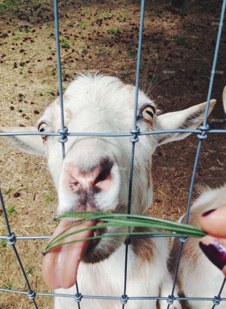 Hungry goat . I love animals, and I love feeding them! 