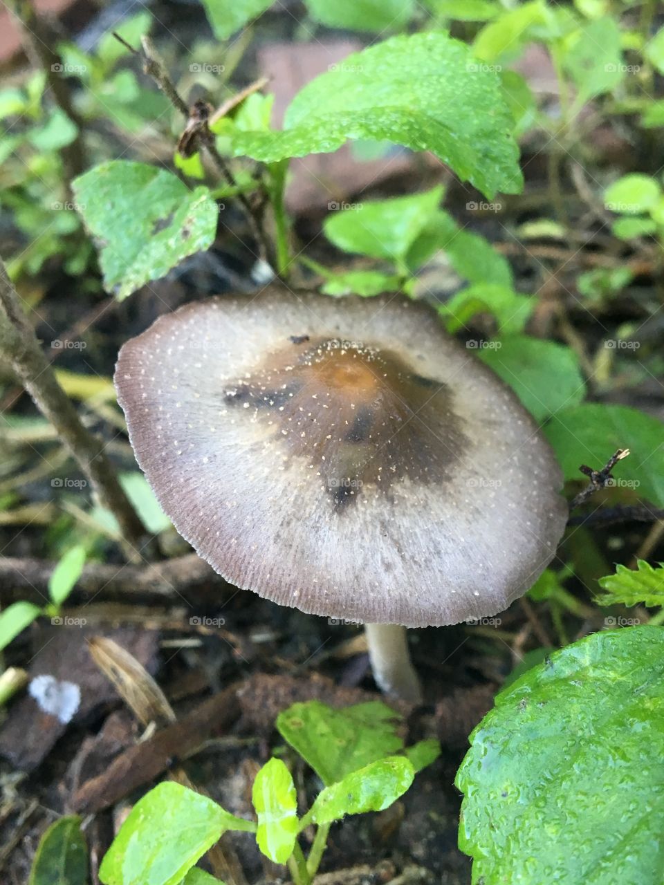 A closeup of a mushroom amidst green leaves after a recent rainfall.