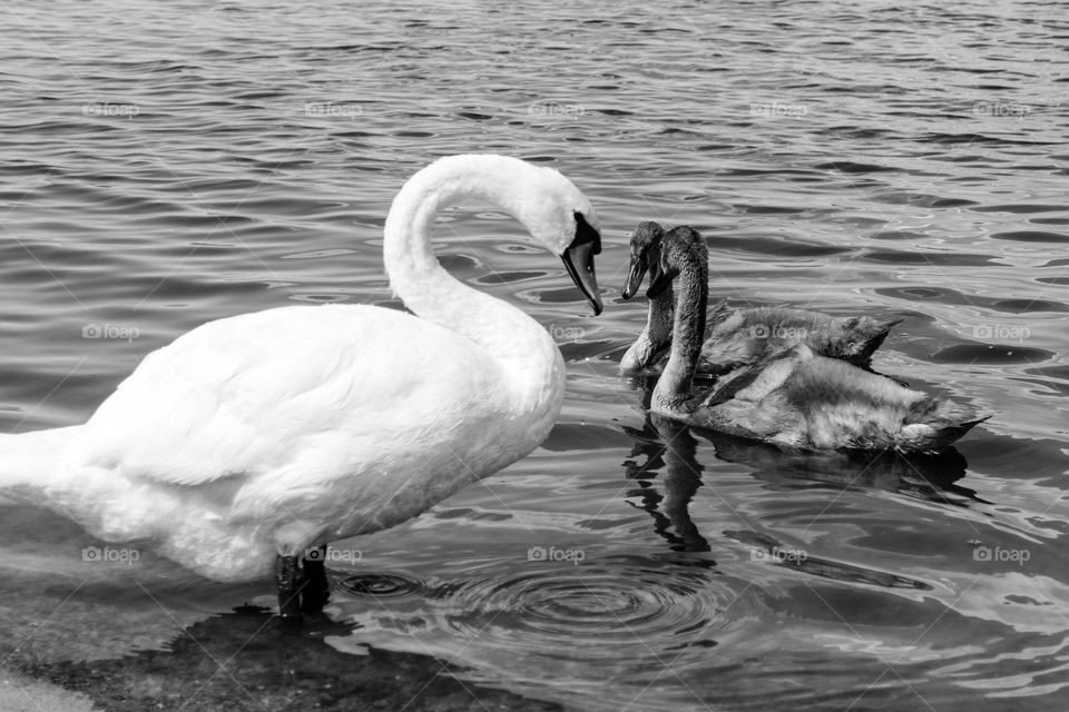 Swan family