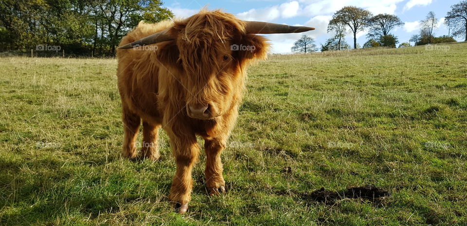 Highland Cattle - Yorkshire