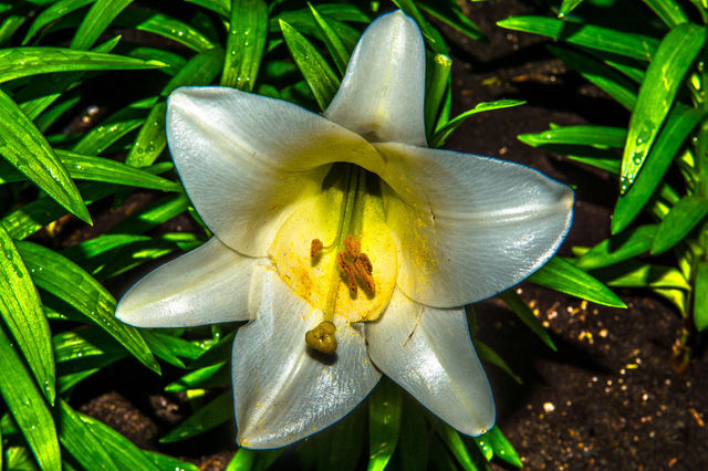 Spring flower