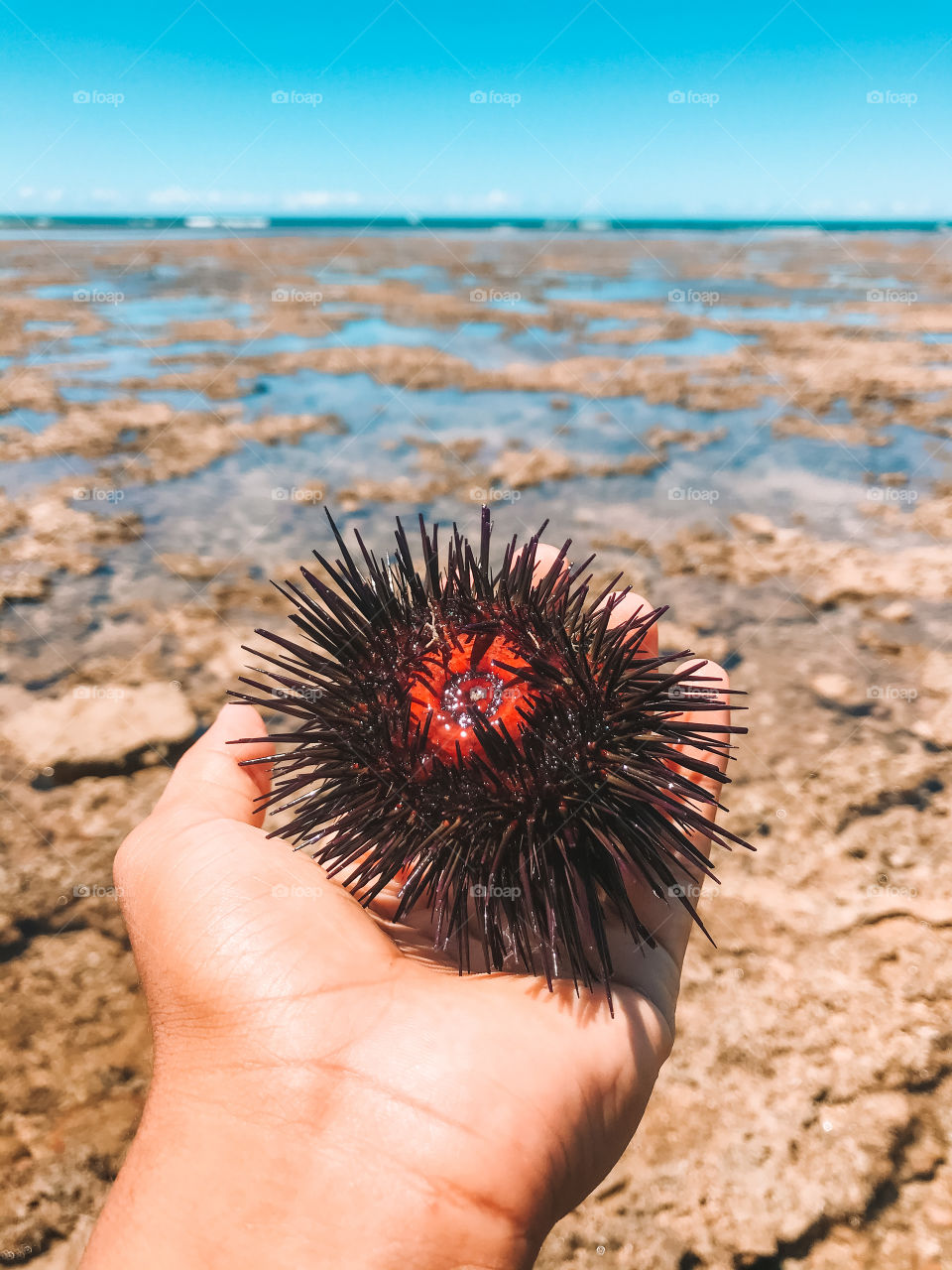 sea ​​urchin! ouriço do mar!