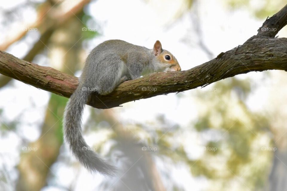 Animal,wildlife,squirrel