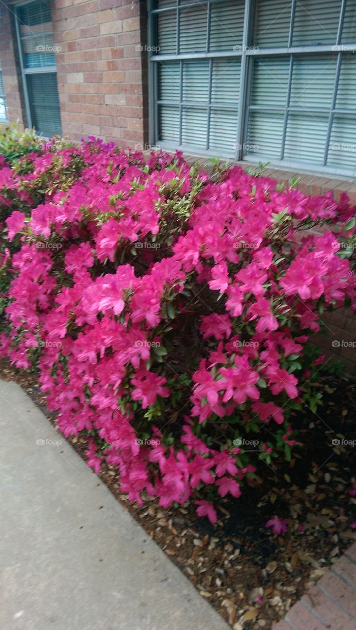 Azelias in bloom.