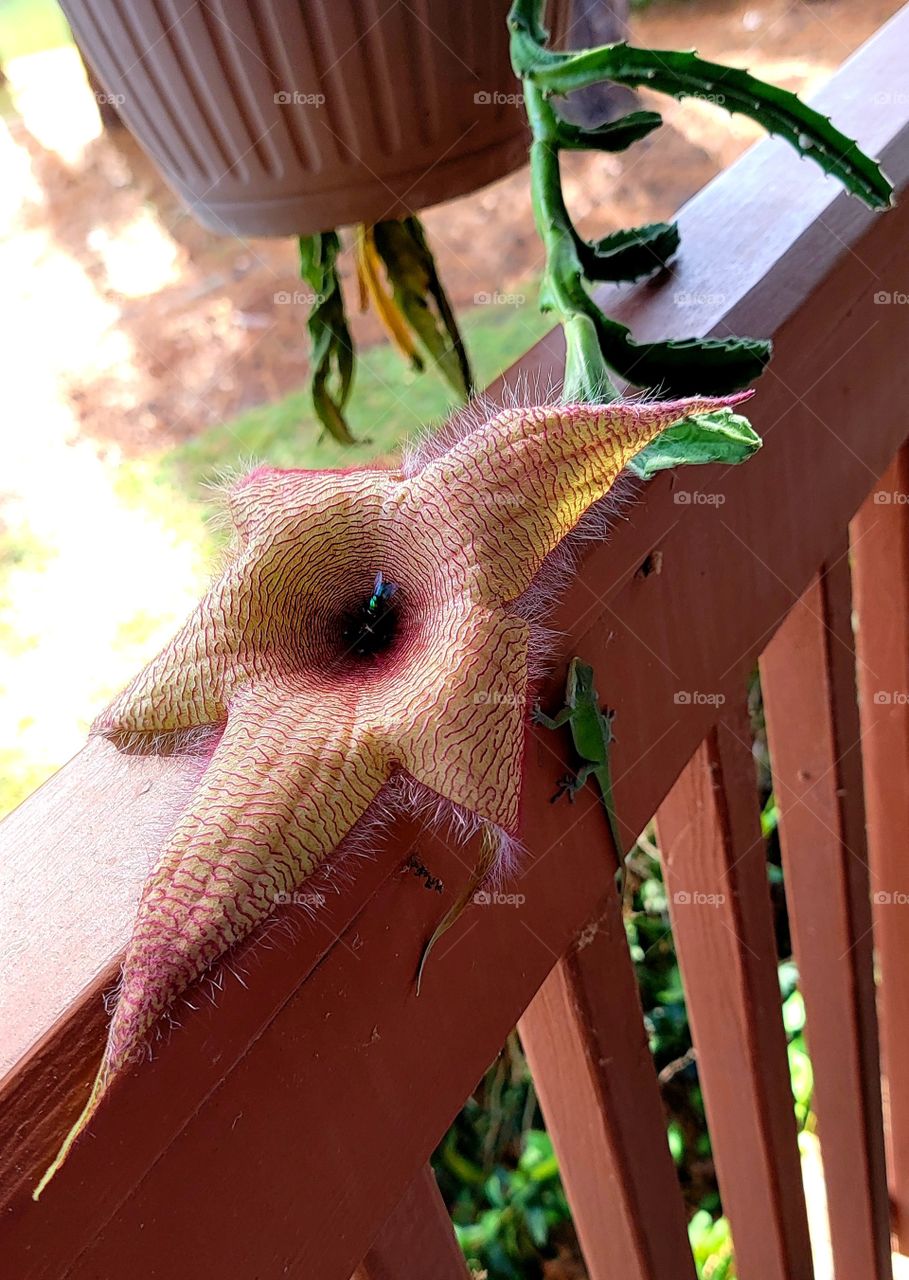 Starfish plant playing host to a fly and gecko