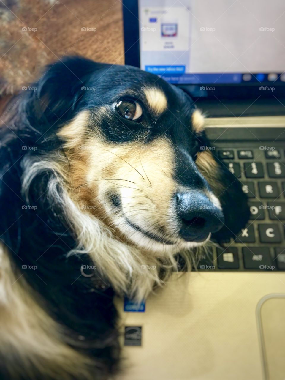 Foap Mission! Close Head Shot Dachshund At The Computer Keyboard🐾