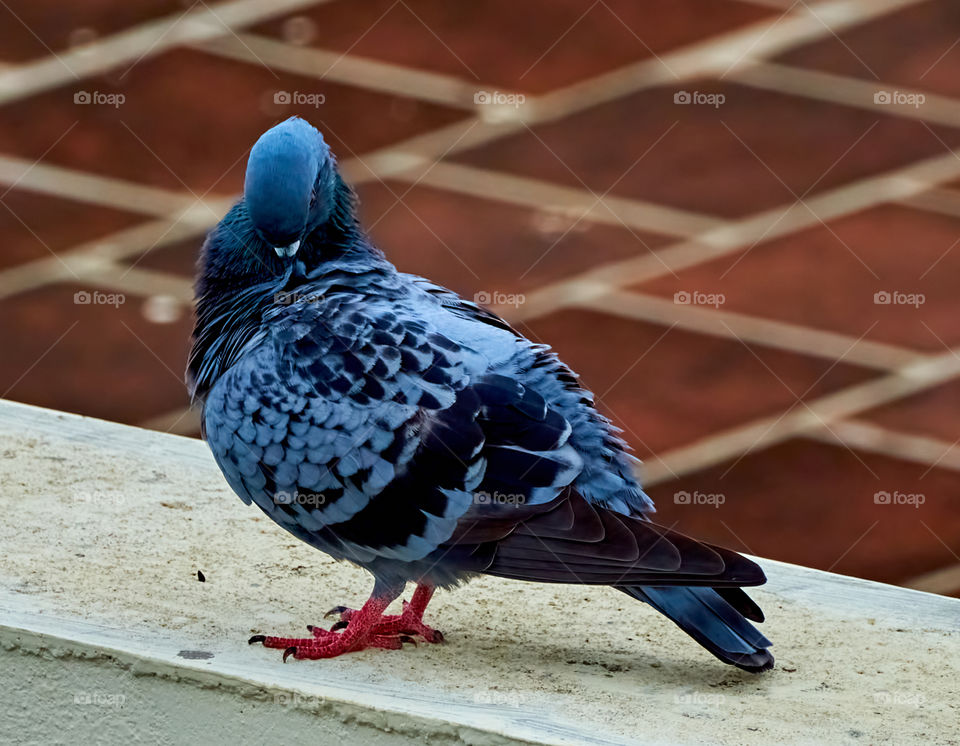 Bird photography - Dove Perching