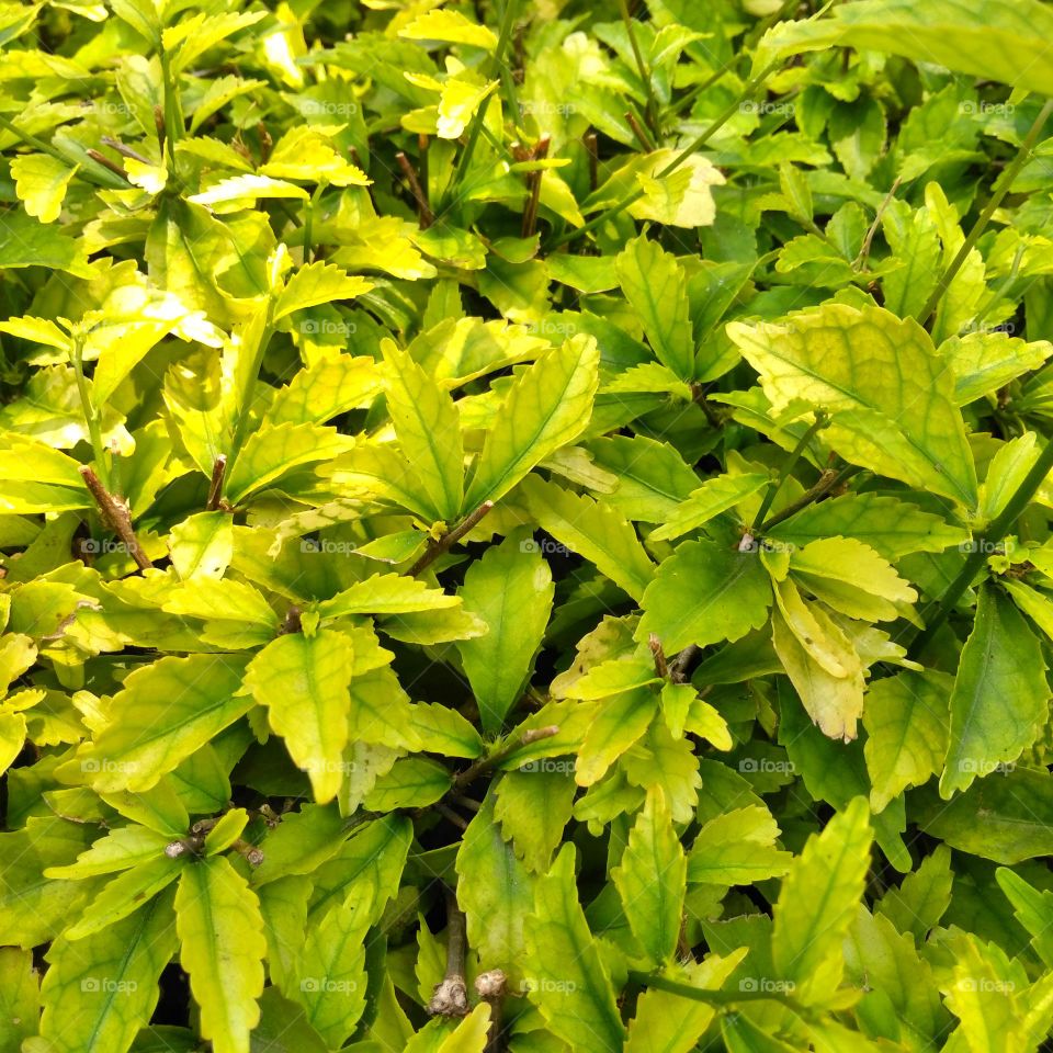 Green leaves on the park