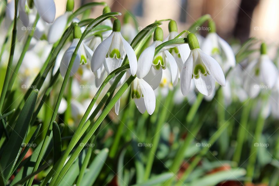 snowdrops