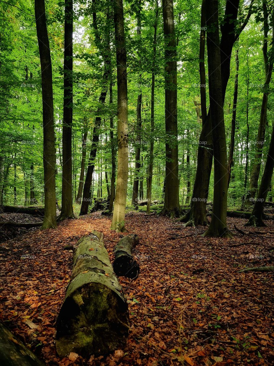 Silence in the forest