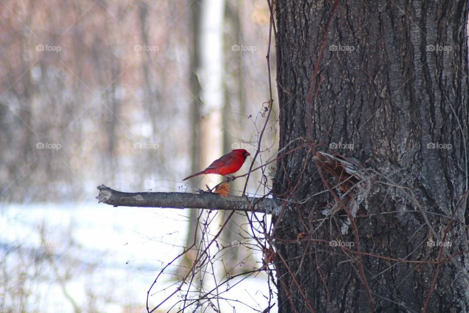 Winter Cardinal