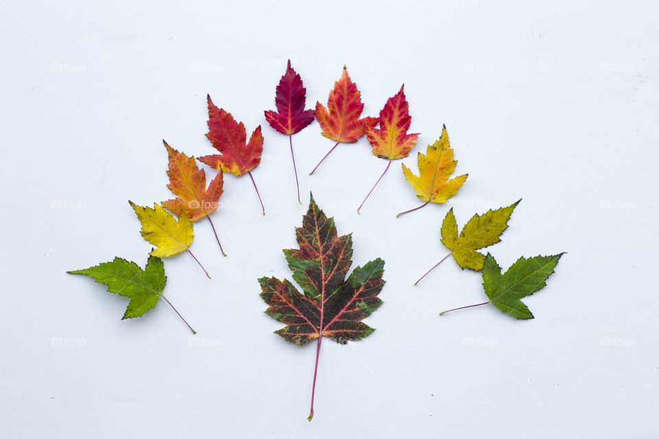 Colorful Autumn leaves