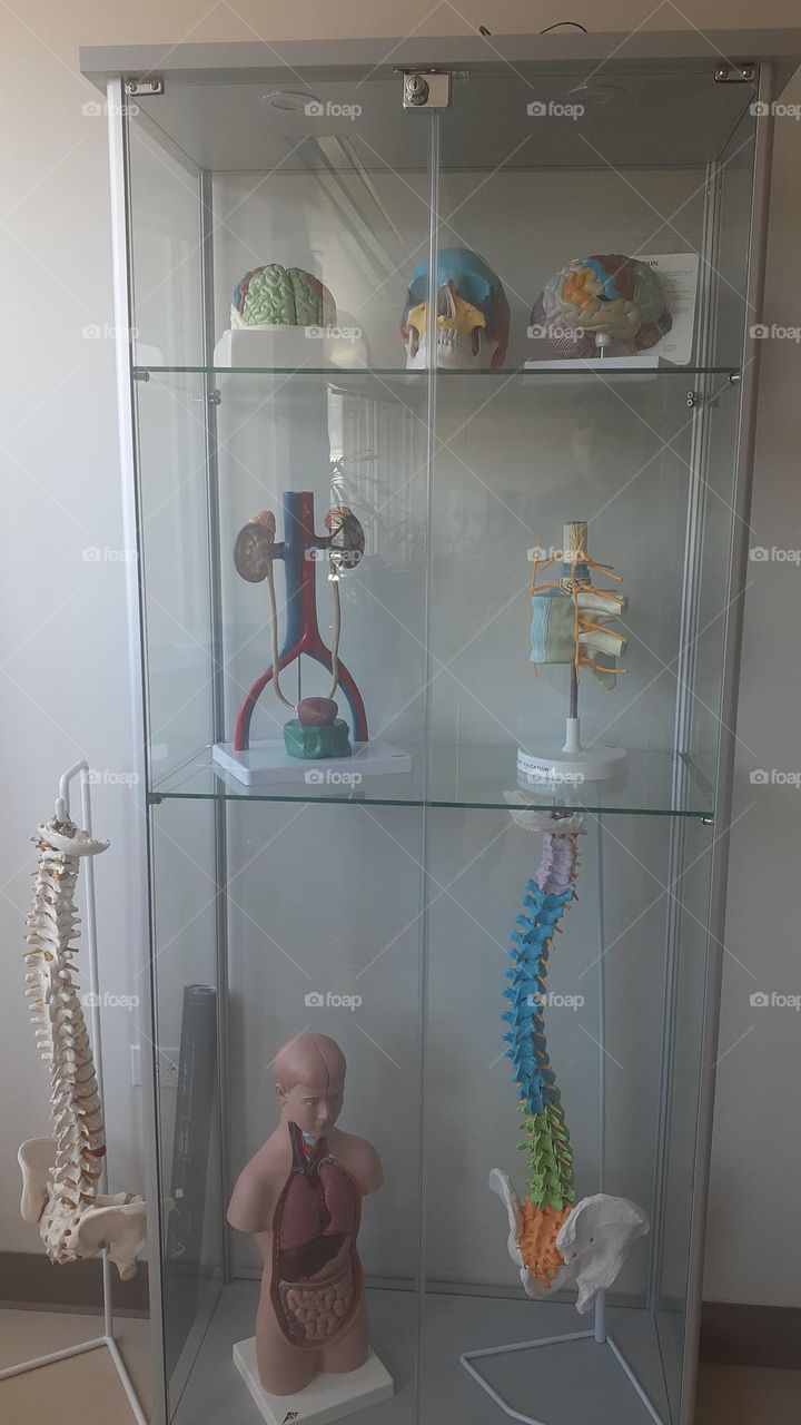 Anatomical Models