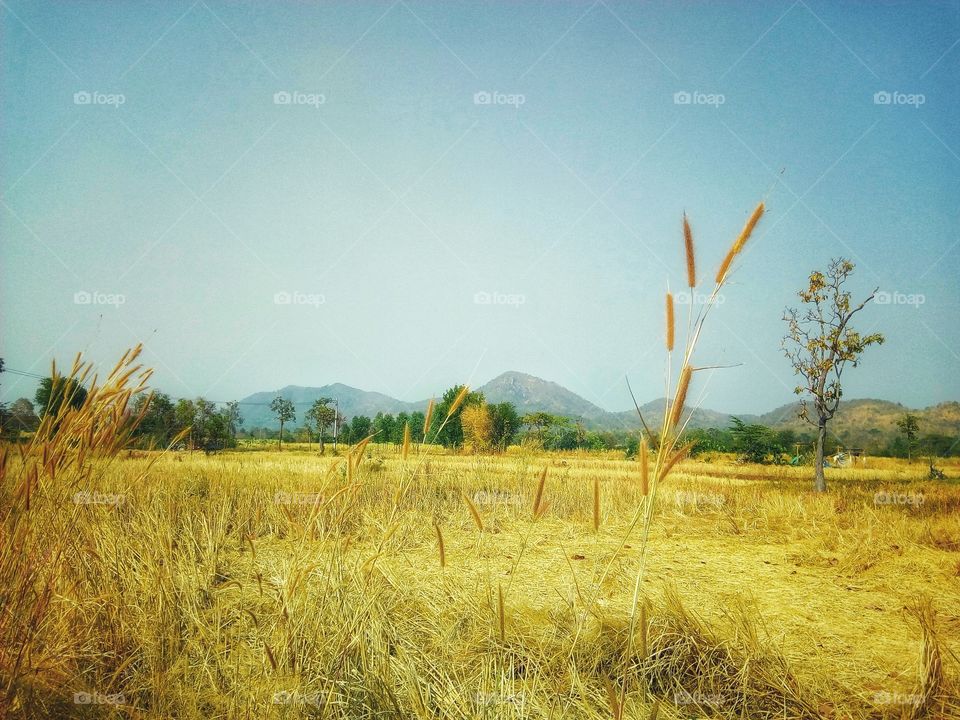 Grass top, grass, field, rice fields, mountains, sky