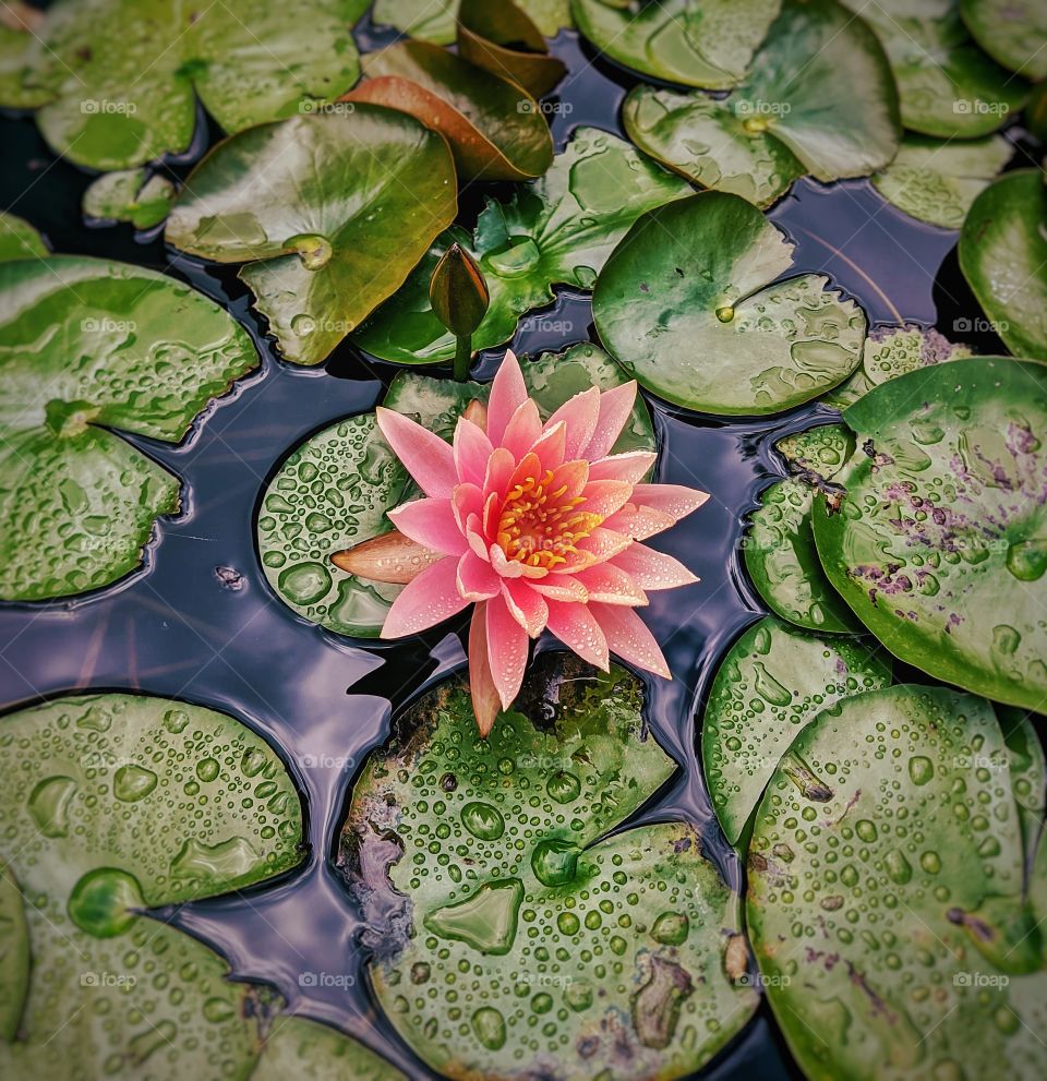beauty of flowers come from dark within, this flower gross only on top of water and it's a wonder if it self, it's also a Holly flower in Hindu.