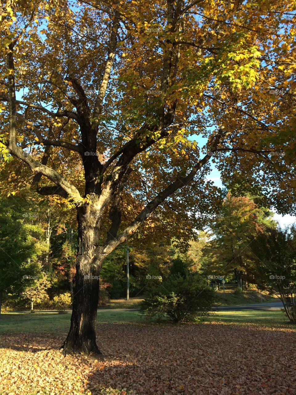 Tree, Fall, Leaf, No Person, Nature