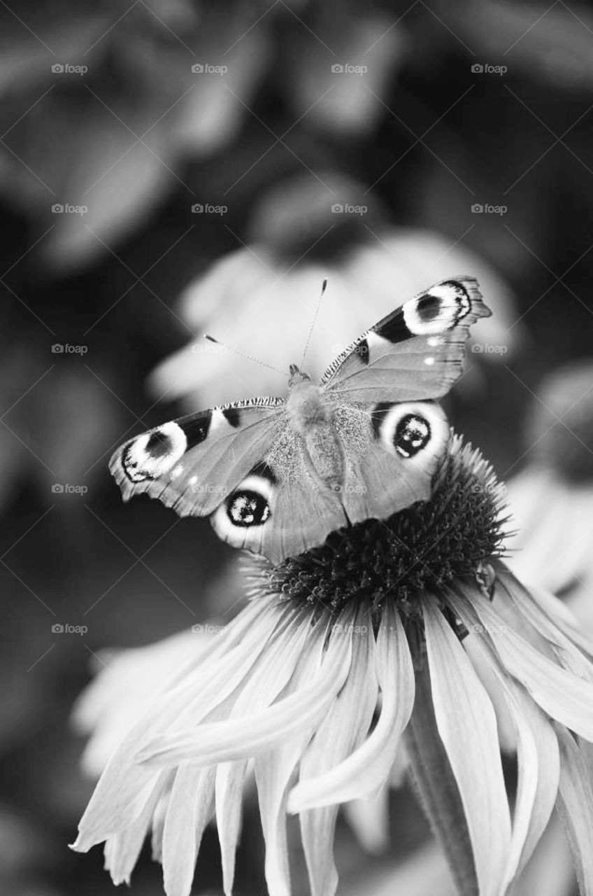 Butterfly Black and white