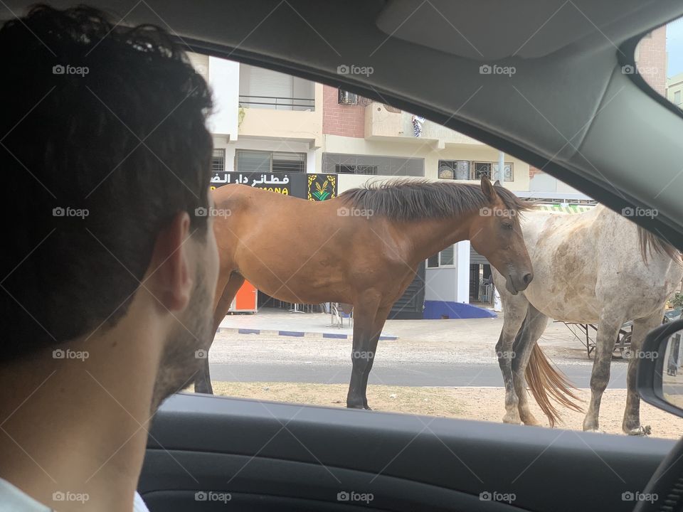 Horses