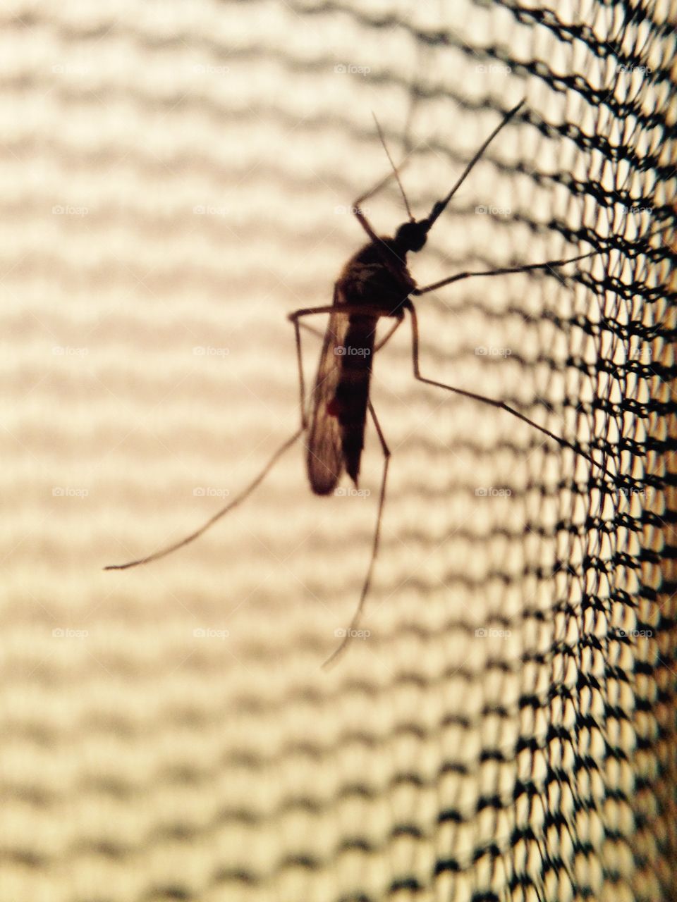 Mosquito. Mosquito outside the tent’s net