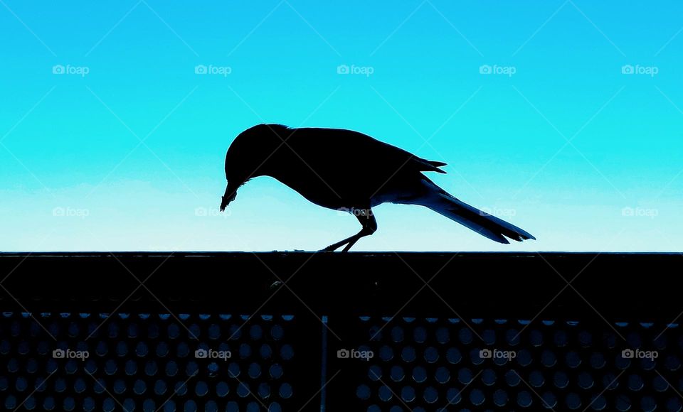 Silhouette bird.
