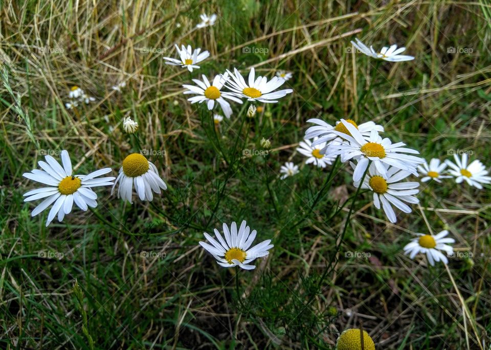 wild camomiles flowers in the grass summer time