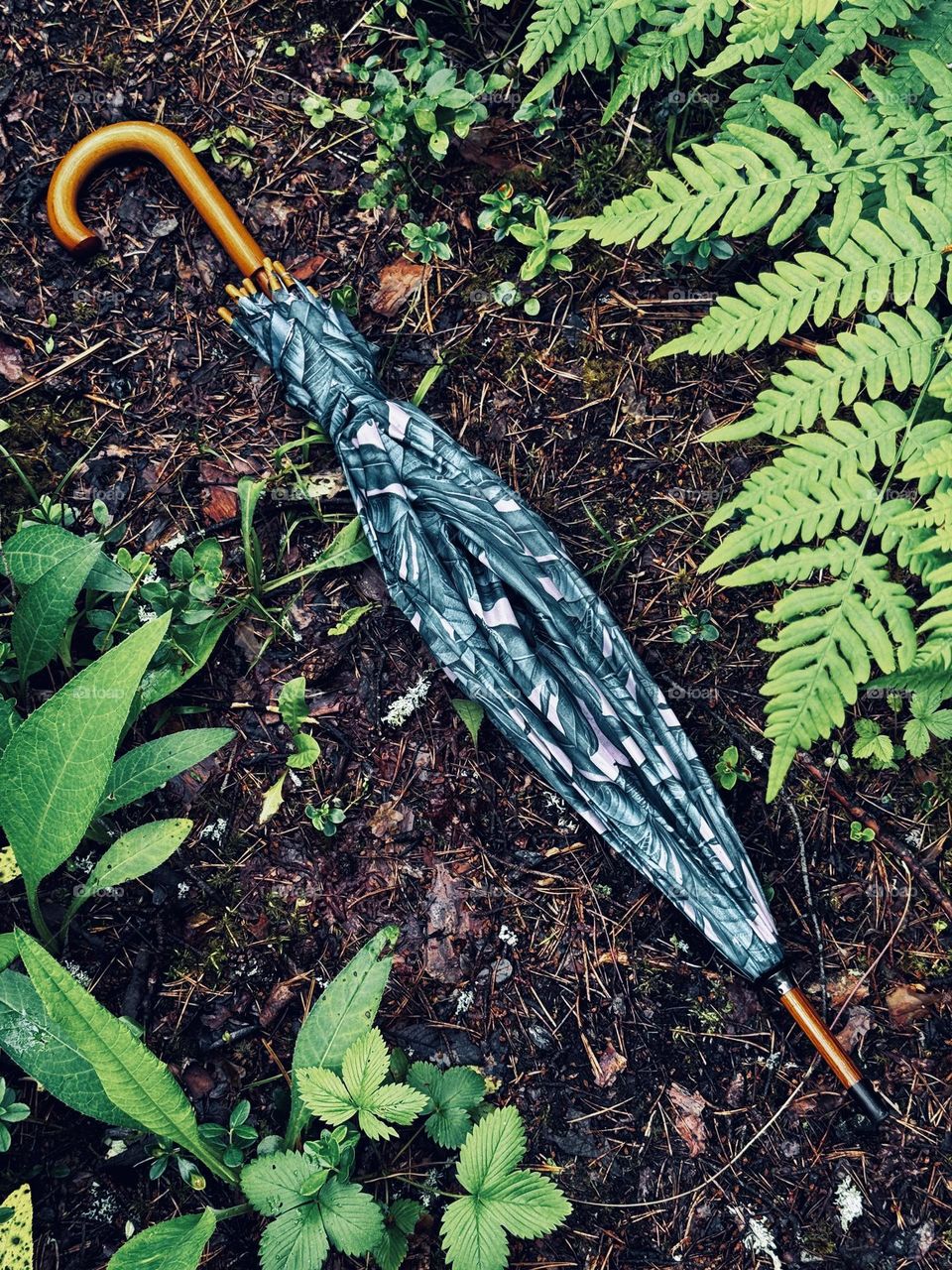 Umbrella lying on a forest path in the forest