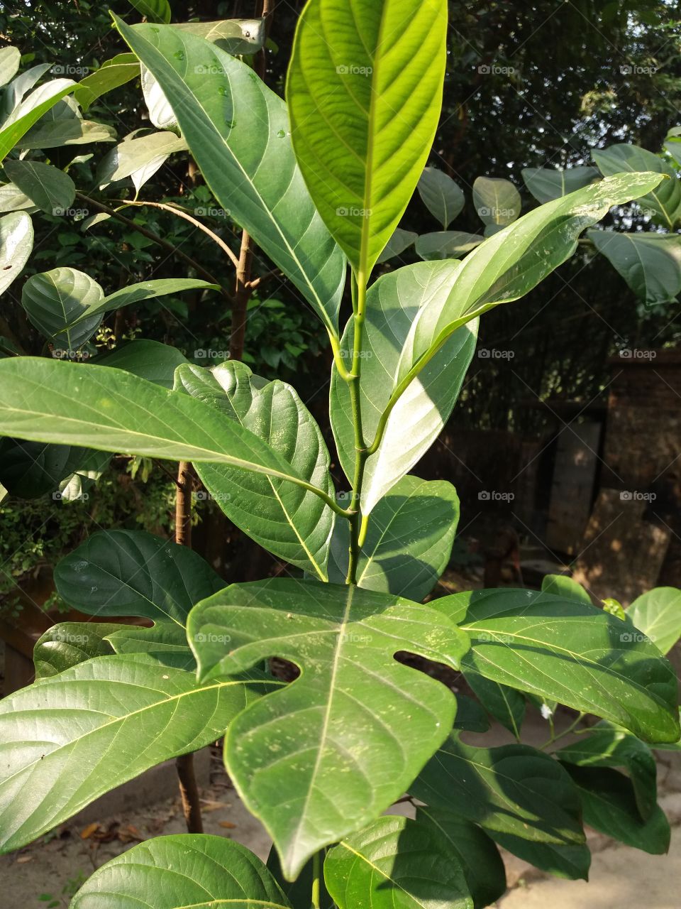 Jackfruit