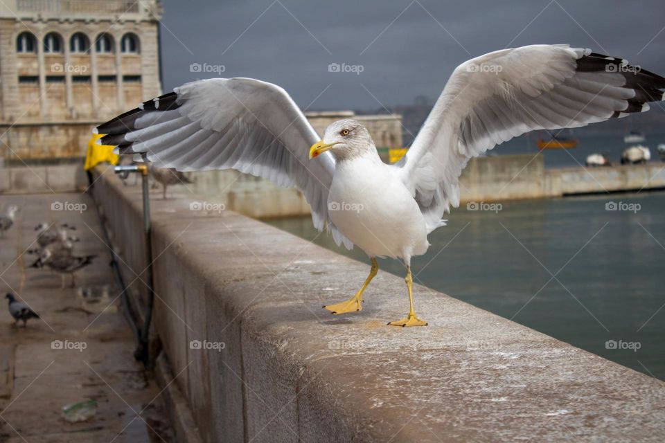 Seagull on the pier