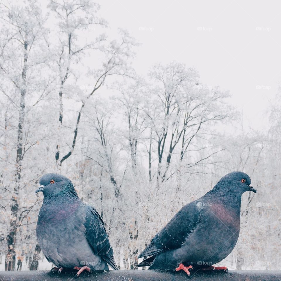birds in winter park